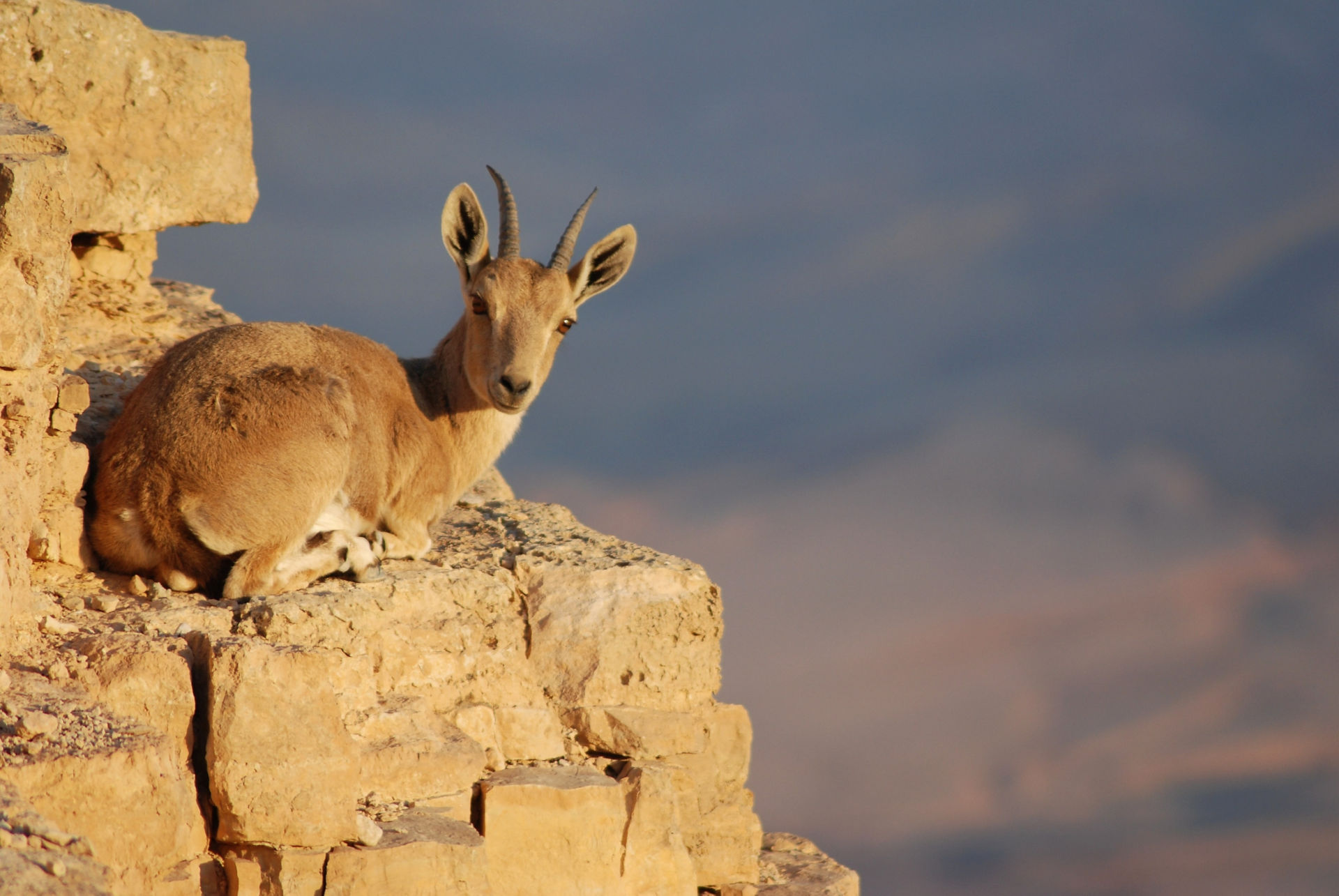 Transfers from Eilat Ramon airport to Mitzpe Ramon